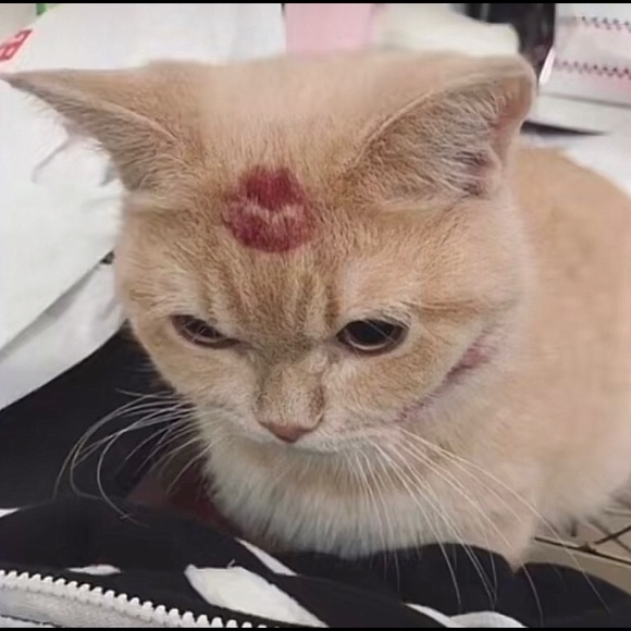 Meet your Posher, Ellie - Picture 1 of 1